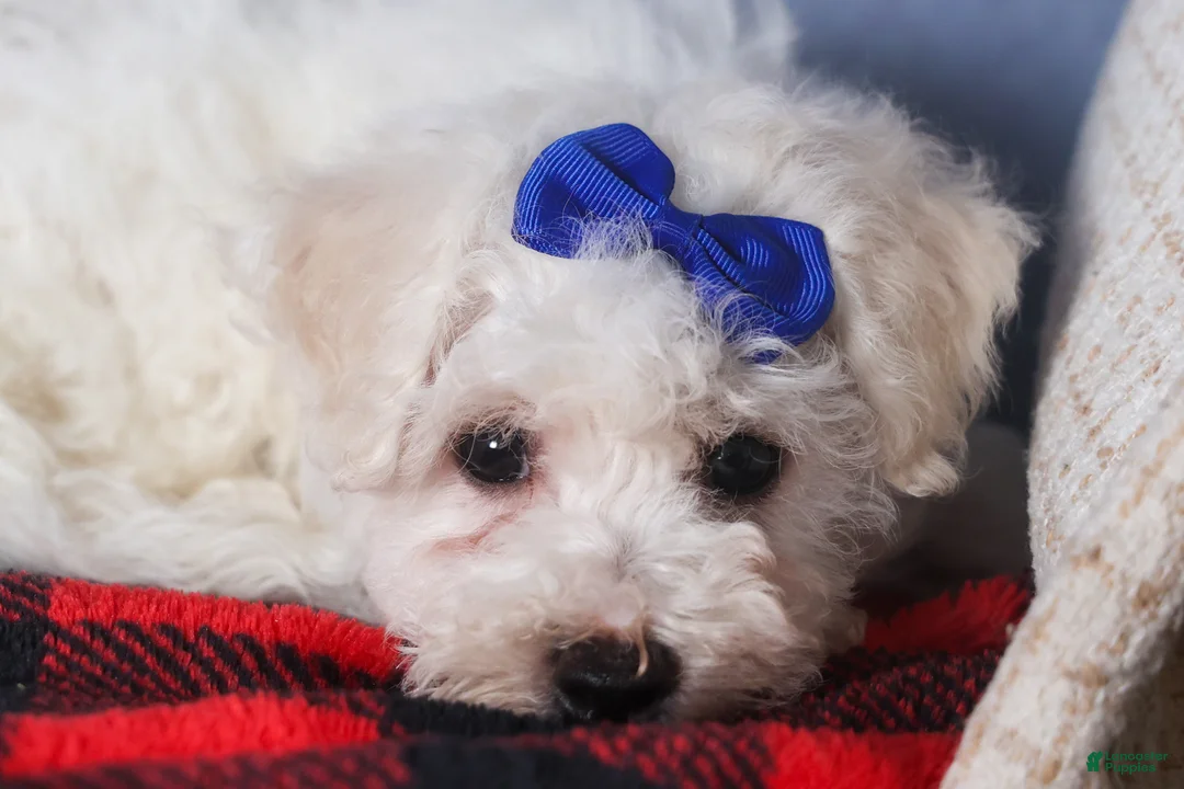 Bichon Frise dogs for sale: Dakota - Ad 3