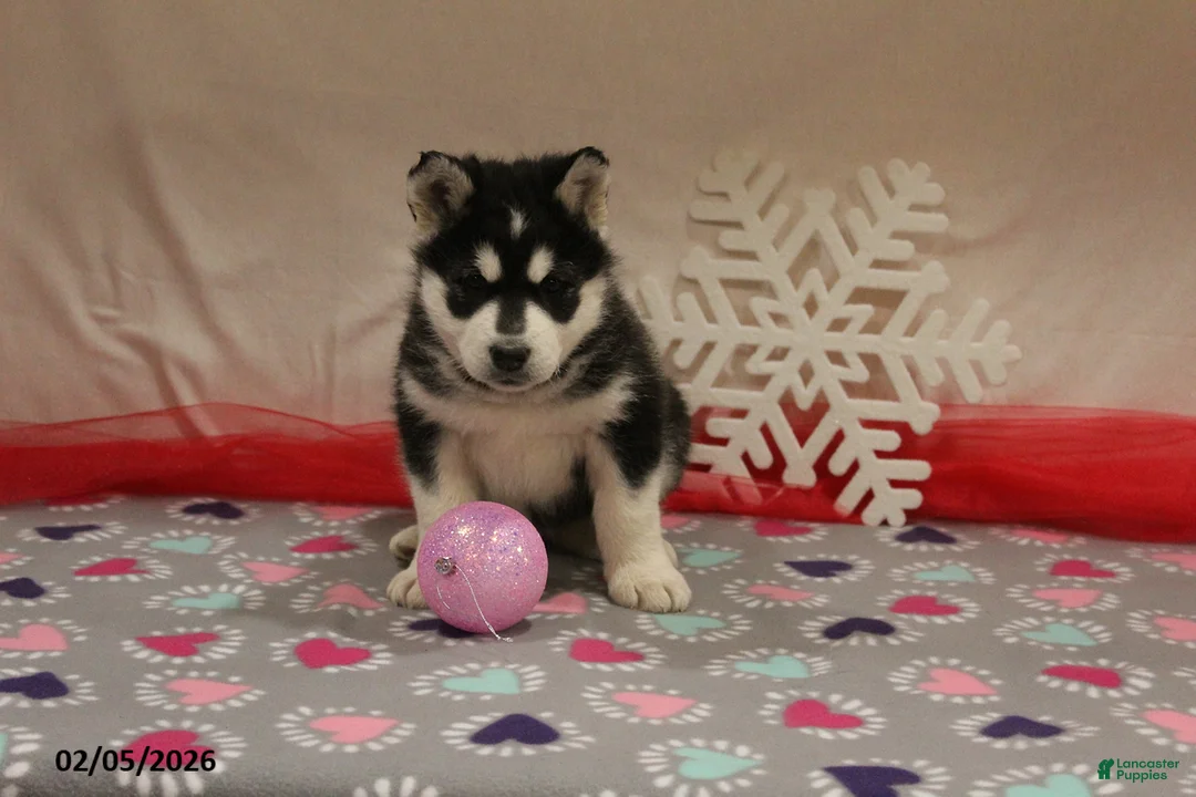 Alaskan Malamute dogs for sale: Shadow - Ad 2
