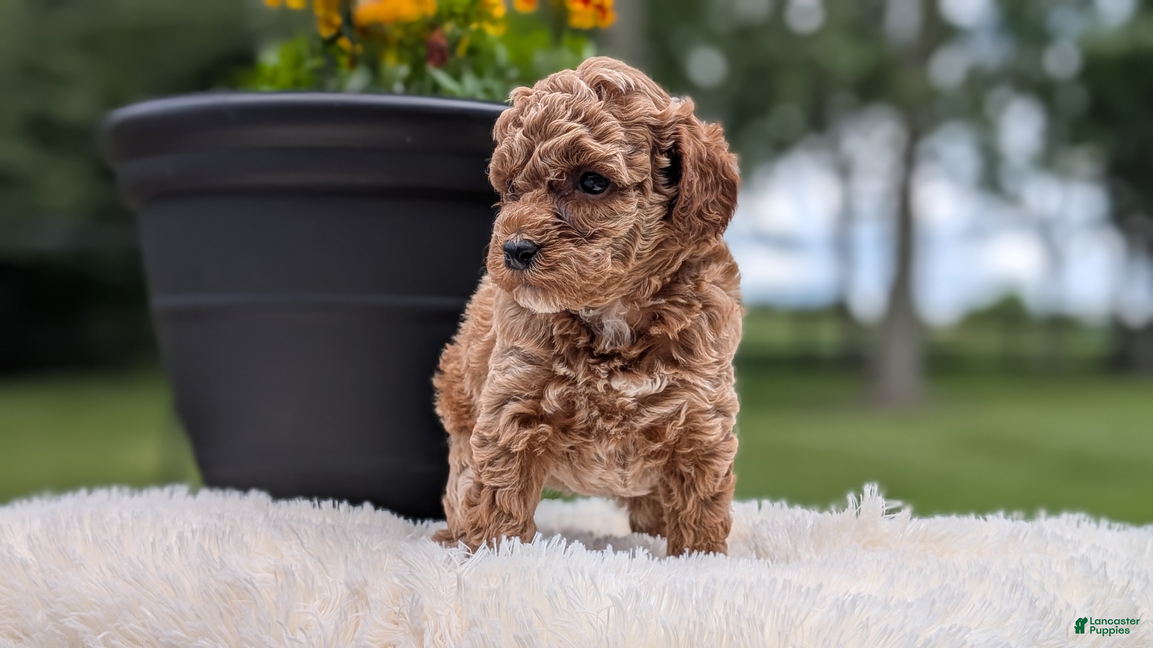 Miniature Poodle dogs Remi - Ad 2