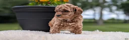 Miniature Poodle dogs for sale: Remi - Ad 2