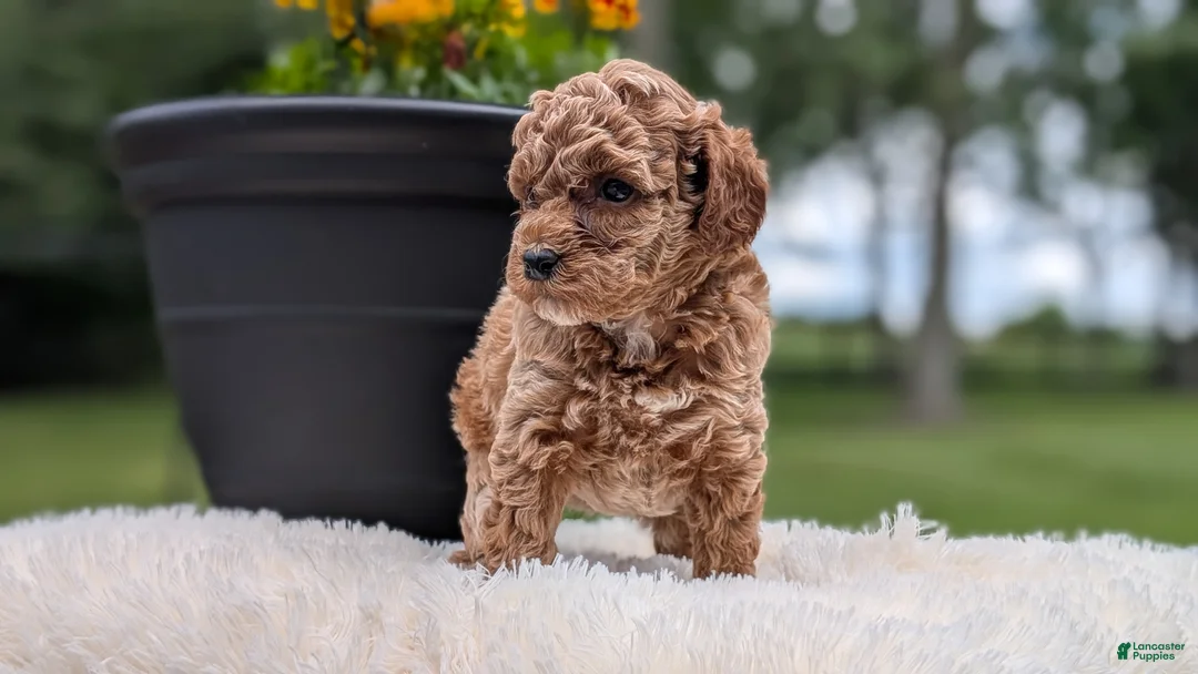 Miniature Poodle dogs for sale: Remi - Ad 2