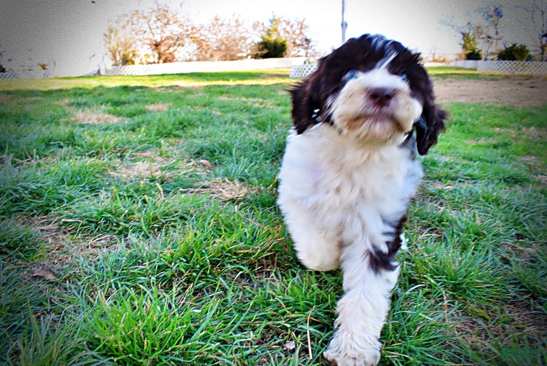 Havapoo dogs for sale: Priscilla - Ad 14