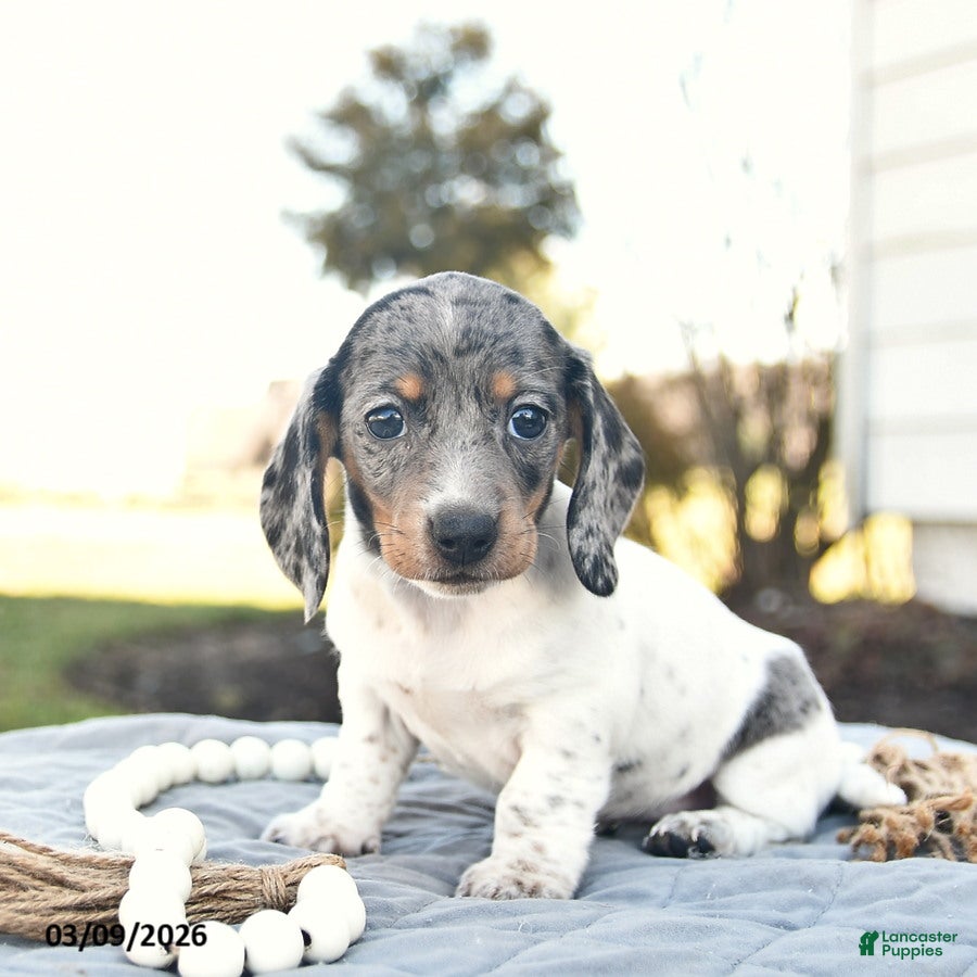 Miniature Dachshund dogs Penny  - Ad 1