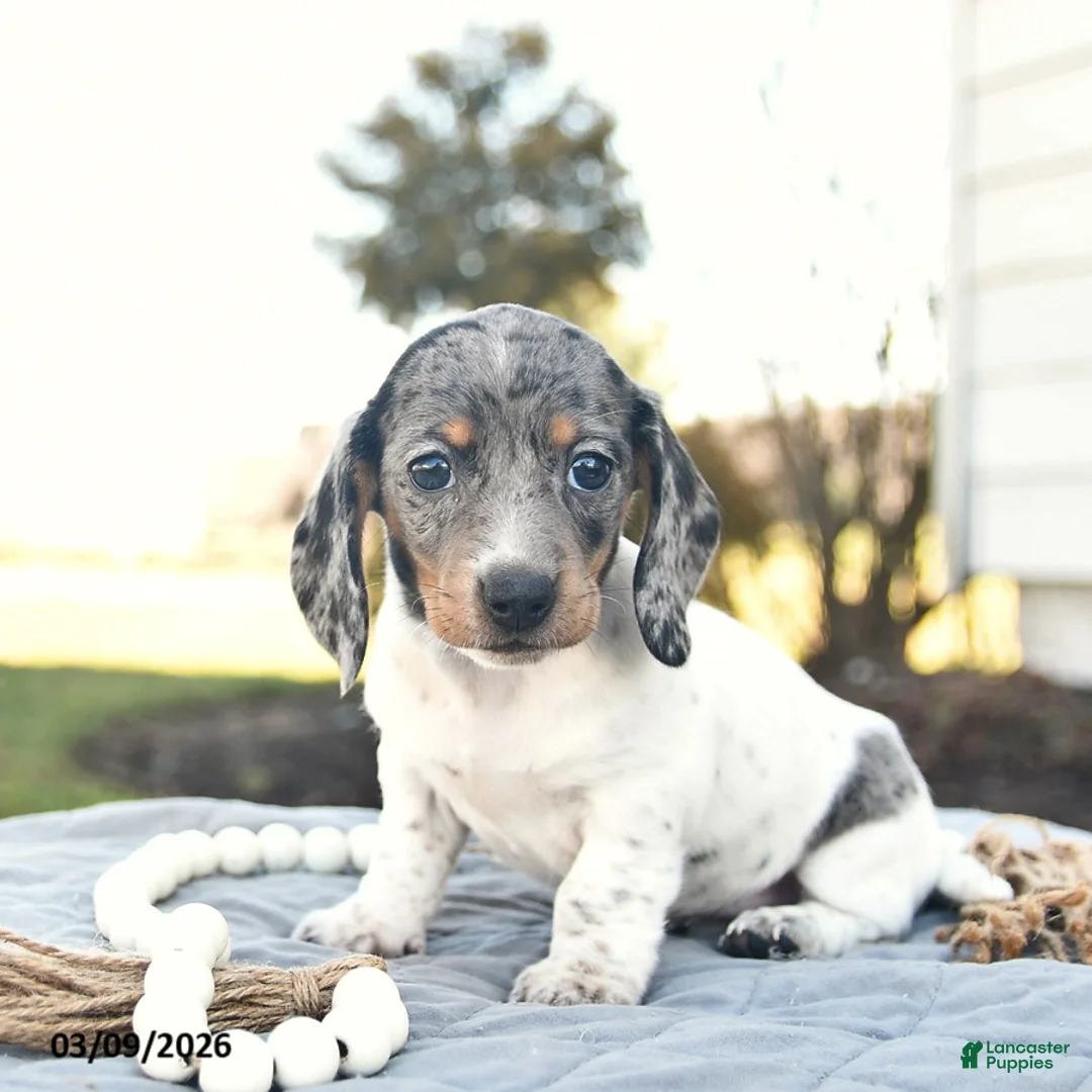 Miniature Dachshund dogs for sale: Penny  - Ad 1