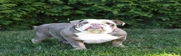 English Bulldog dogs for sale: Crinkles - Ad 6
