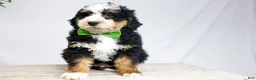 Mini Bernedoodle dogs for sale: HARLEY - Ad 2