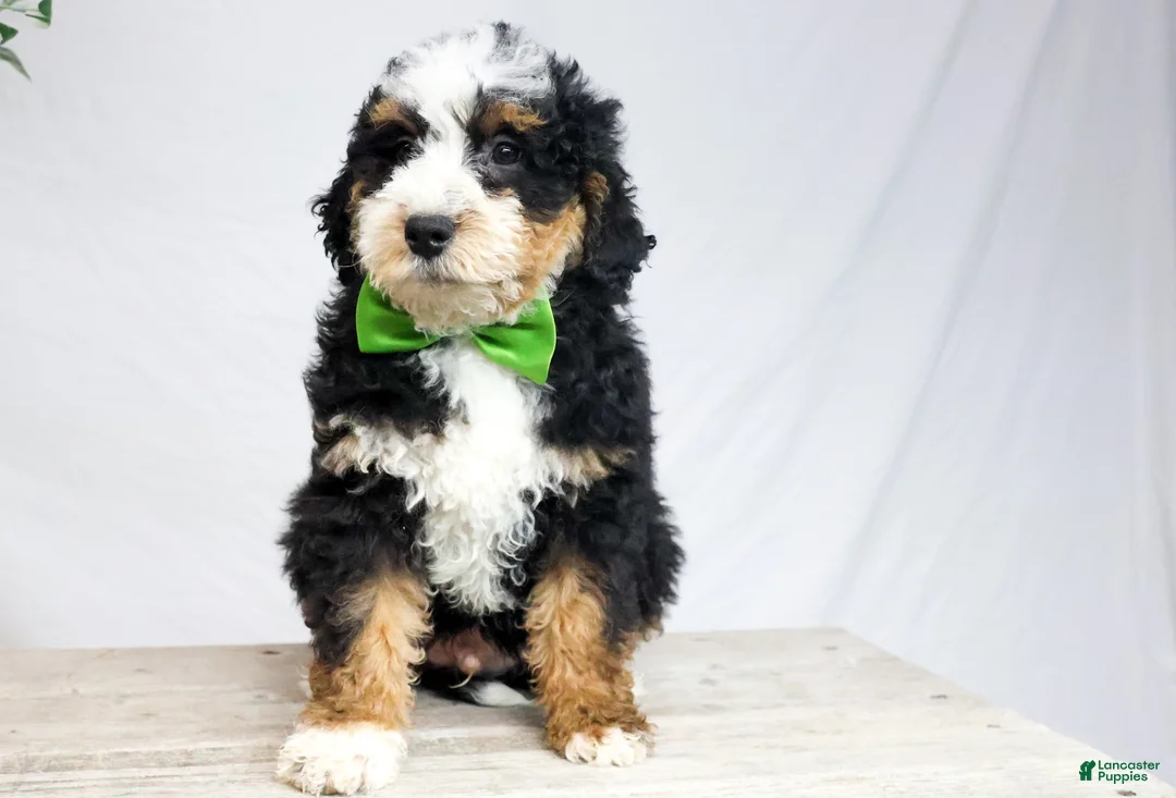 Mini Bernedoodle dogs for sale: HARLEY - Ad 2