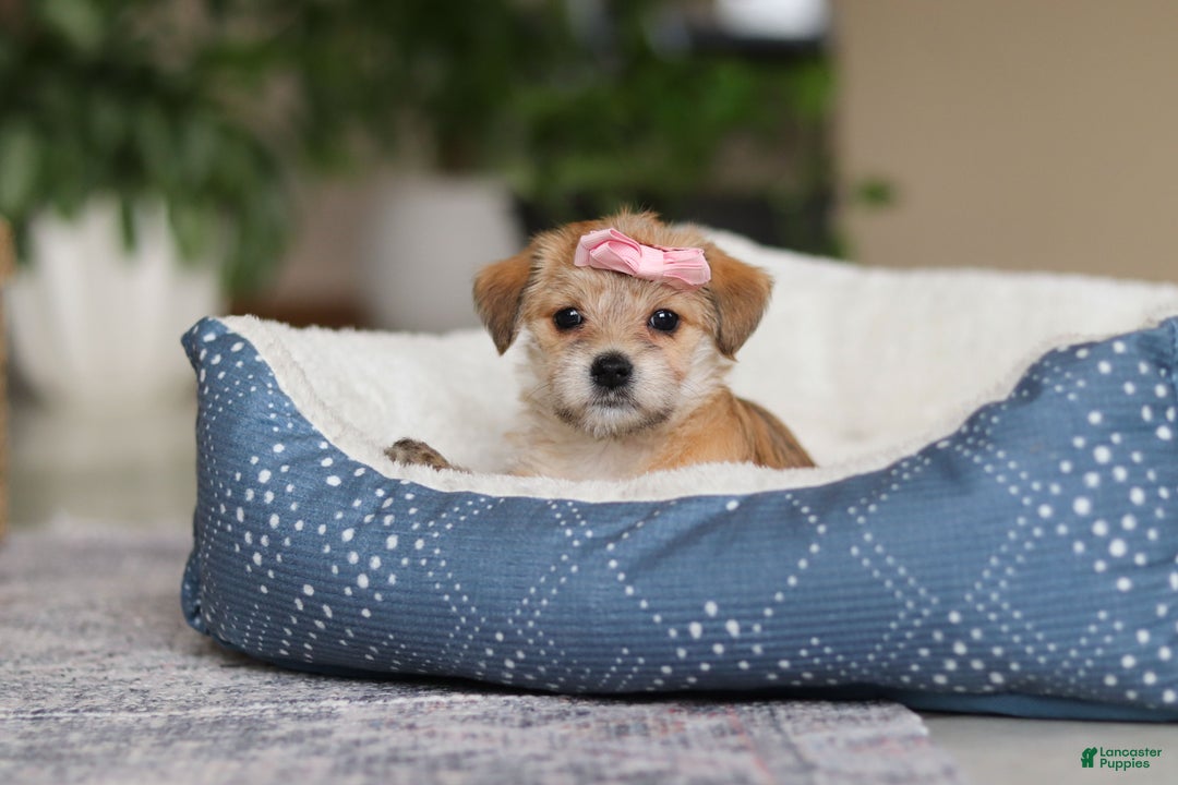 Morkie dogs for sale: Ina - Ad 12