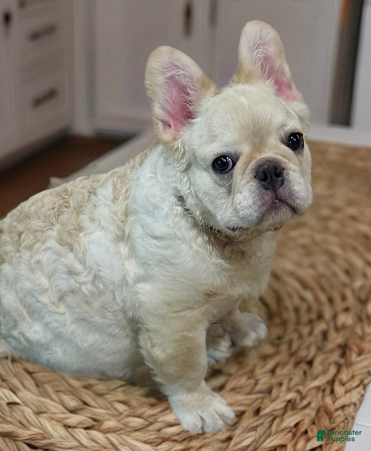 French Bulldog dogs French Bulldog Puppy 2 - Ad 2