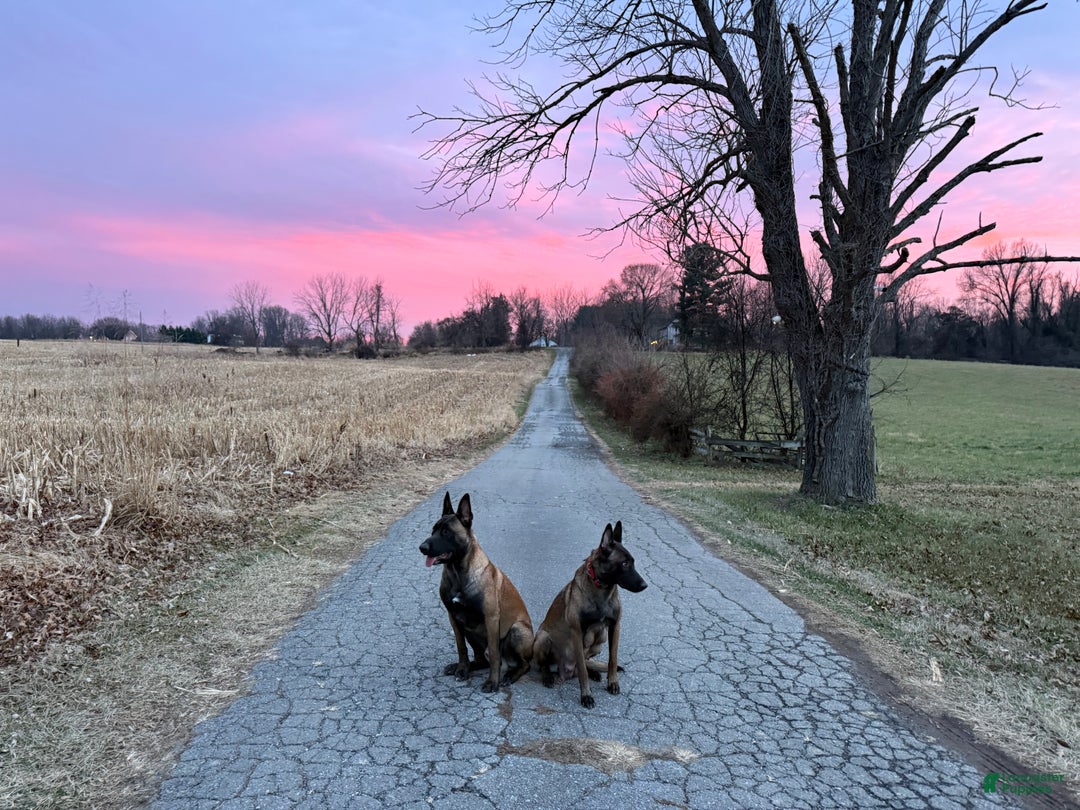 Belgian Malinois dogs for sale: Belgian Malinois Puppy 6 - Ad 6