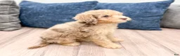 Miniature Poodle dogs for sale: Princess - Ad 4