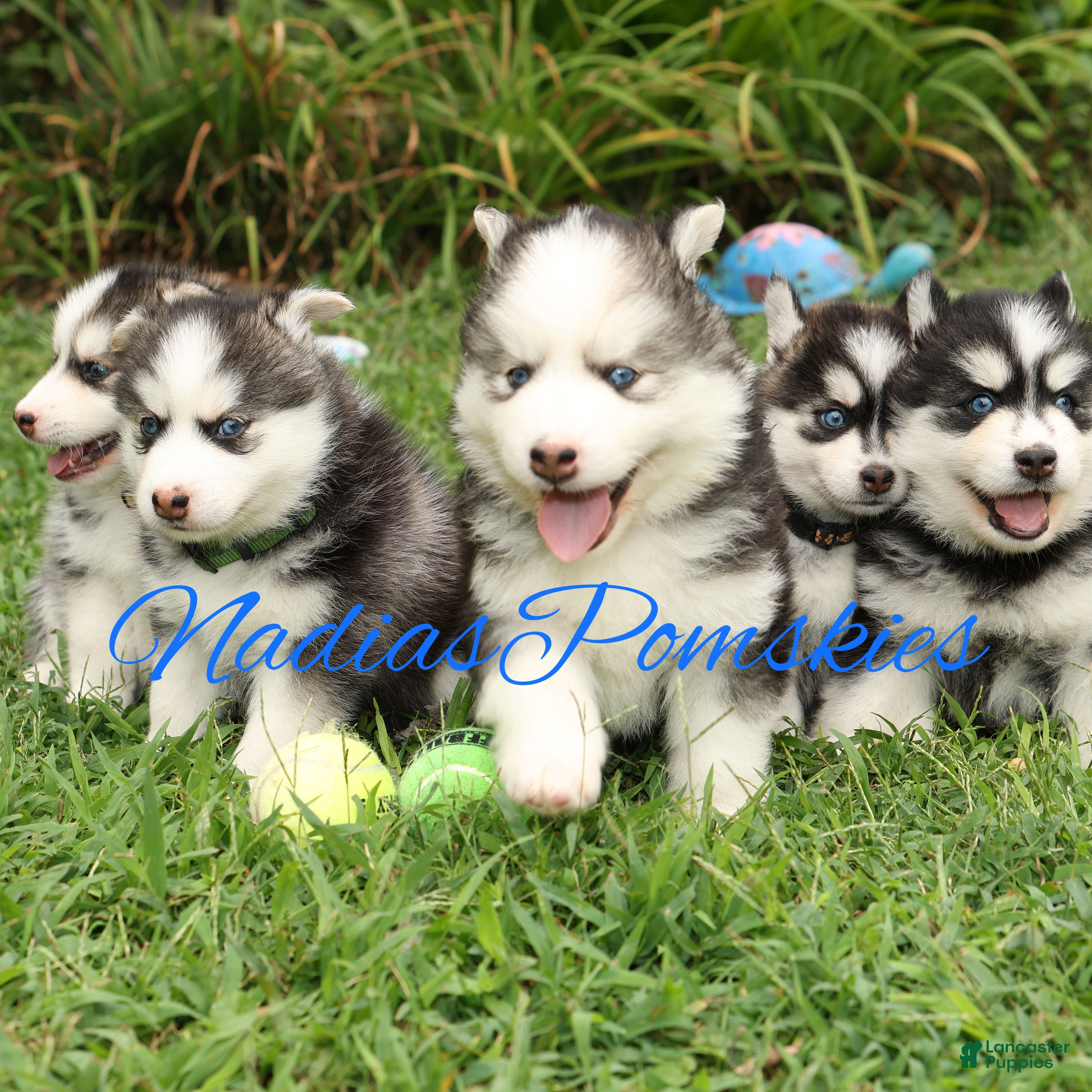 Pomsky dogs Pomsky 1 Girl  - Ad 2