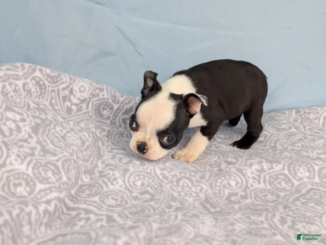 Boston Terrier dogs for sale: Mooo  Cow - Ad 12