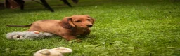 Miniature Dachshund dogs for sale: Asher Miniature Dachshund - Ad 5