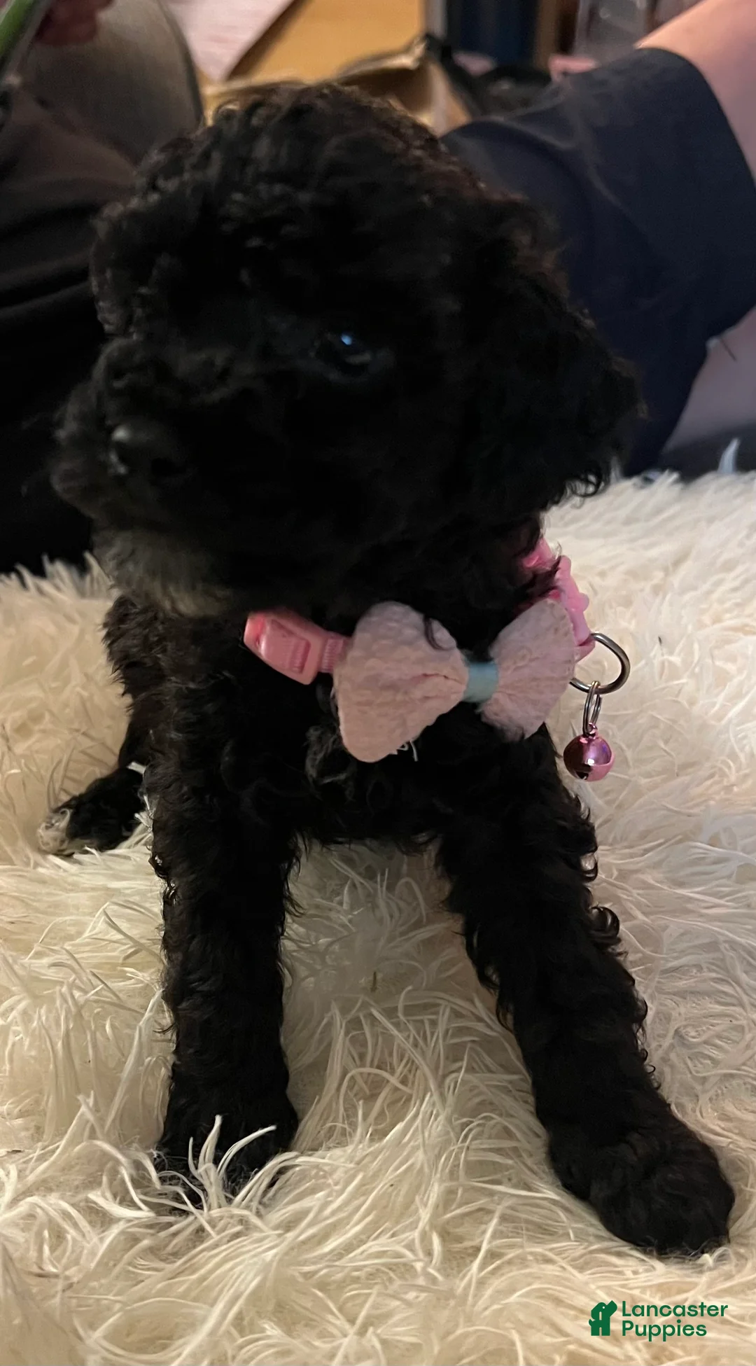 Toy Poodle dogs for sale: Peach - Ad 1
