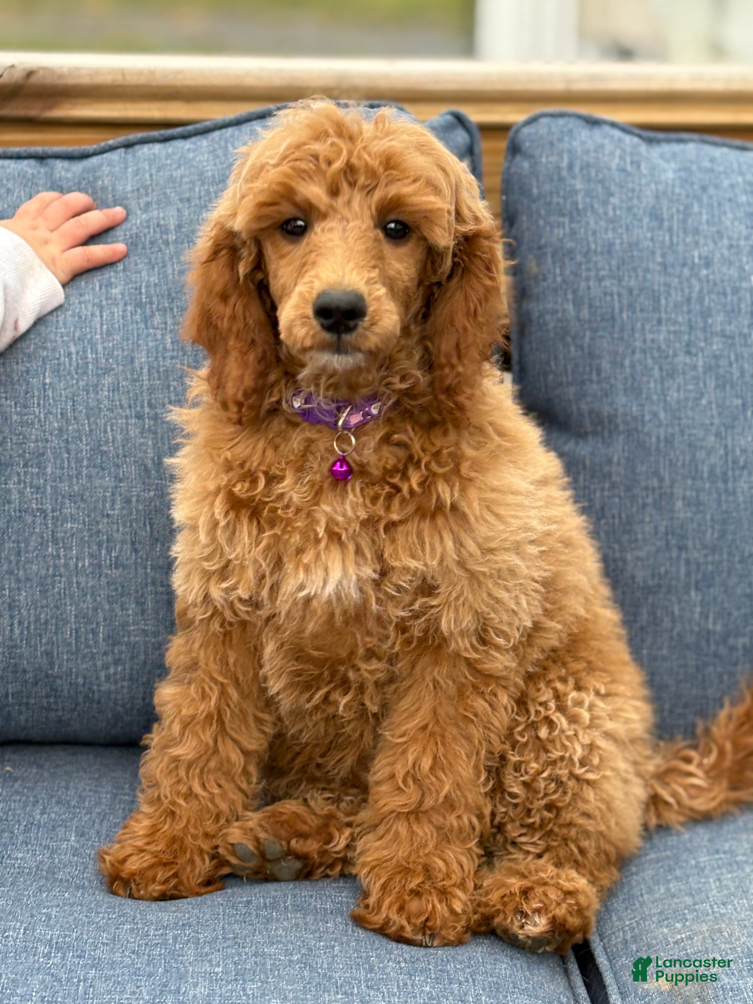 Standard Poodle dogs Willow-Moyen - Ad 32