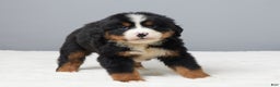 Bernese Mountain Dog dogs for sale: Frisky - Ad 2