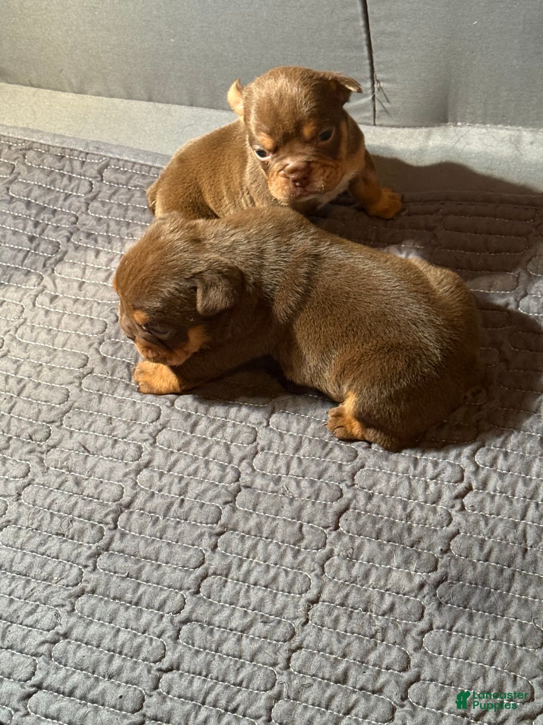 English Bulldog dogs for sale: Aries  - Ad 11