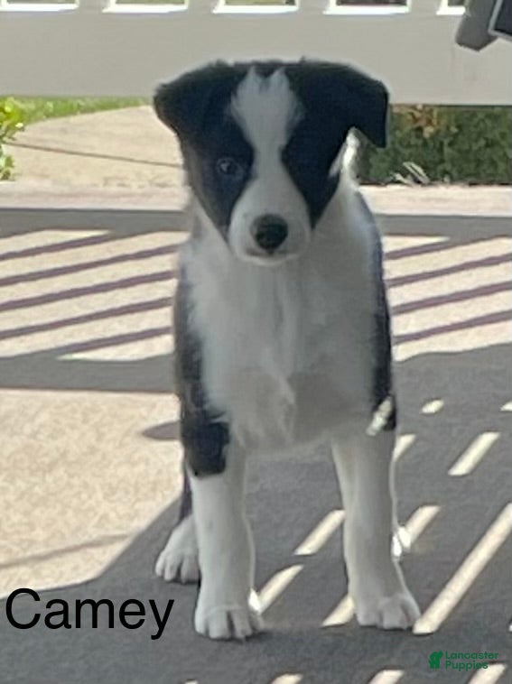 Border Collie dogs Border Collie Puppy 2 Camey - Ad 2