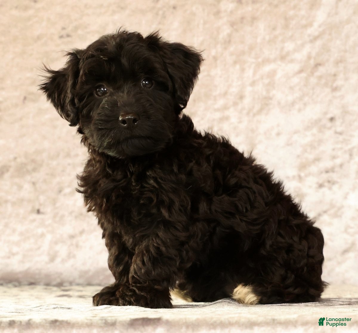 Yorkiepoo dogs Lainey - Ad 2