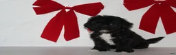 Teddy Bear dogs for sale: Holly  - Ad 5