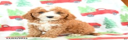 Cavapoo dogs for sale: Creg - Ad 1