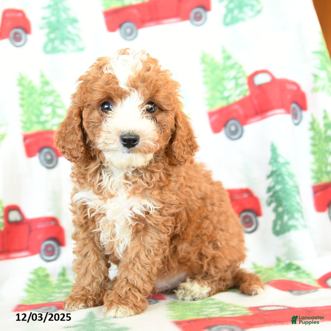 Cavapoo dogs for sale: Creg - Ad 1