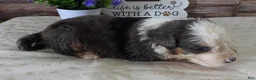 Mini Bernedoodle dogs for sale: #10 Male (Splash's) - Ad 9