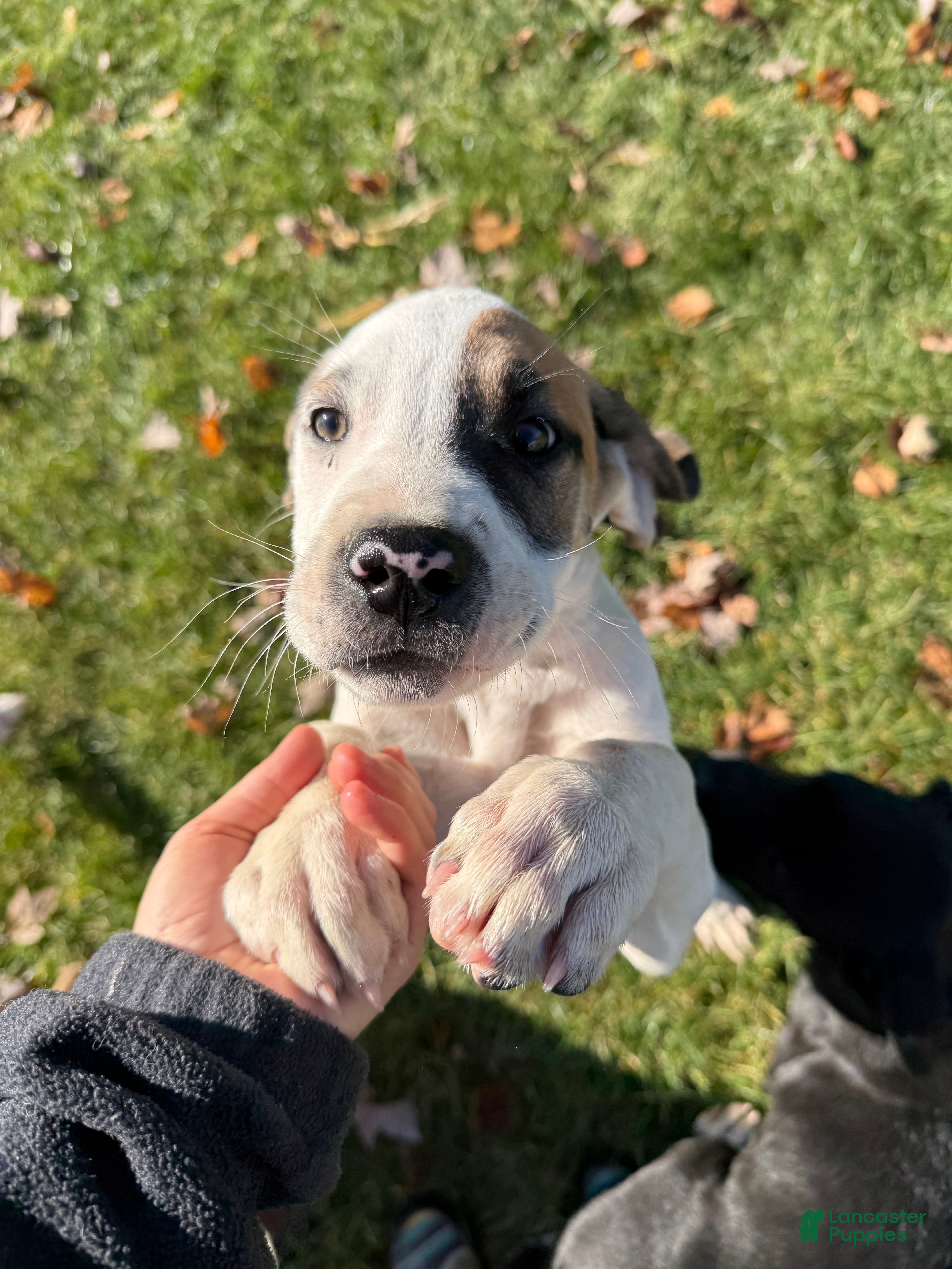 Mixed Breed dogs Lynx - Ad 6