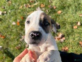 Mixed Breed dogs Lynx - Ad 3