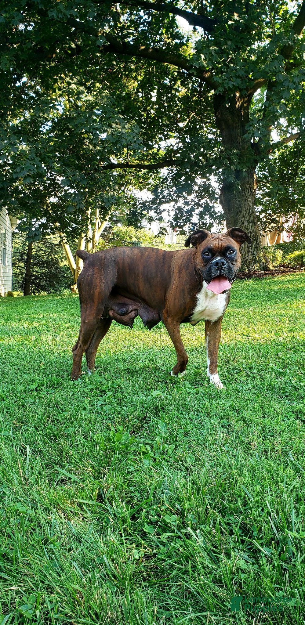 Boxer dogs Cash - Ad 2