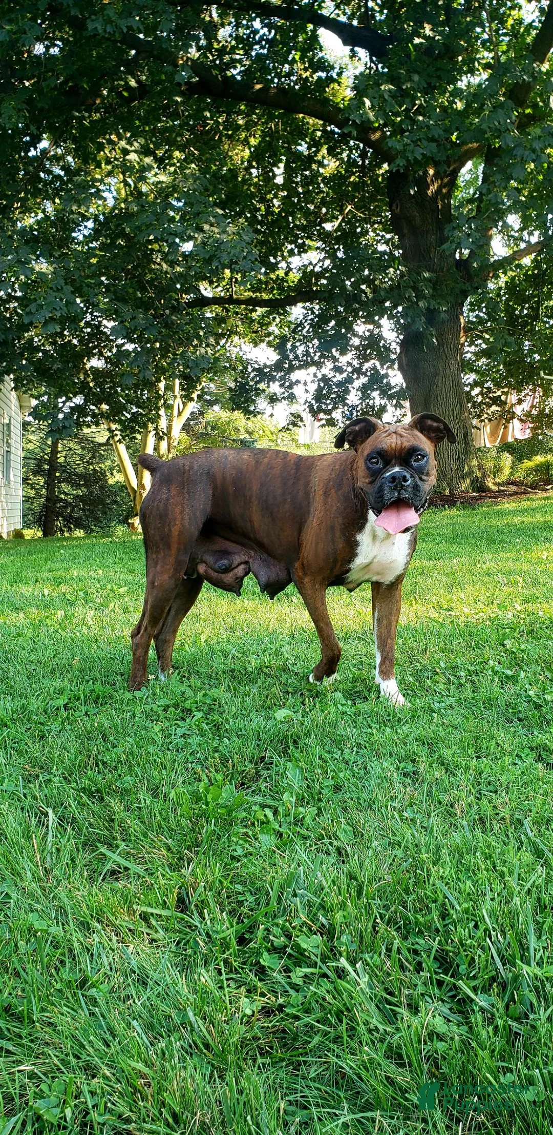 Boxer dogs for sale: Cash - Ad 2