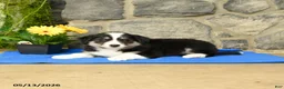 Border Collie dogs for sale: Keith - Ad 2