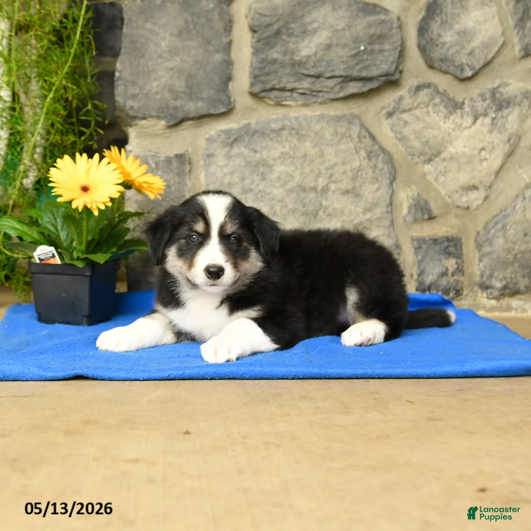 Border Collie dogs for sale: Keith - Ad 2