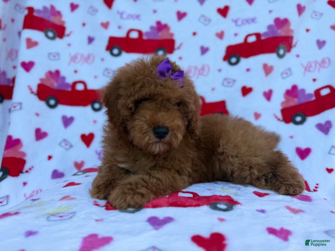 Cockapoo dogs for sale: Ginger - Ad 4