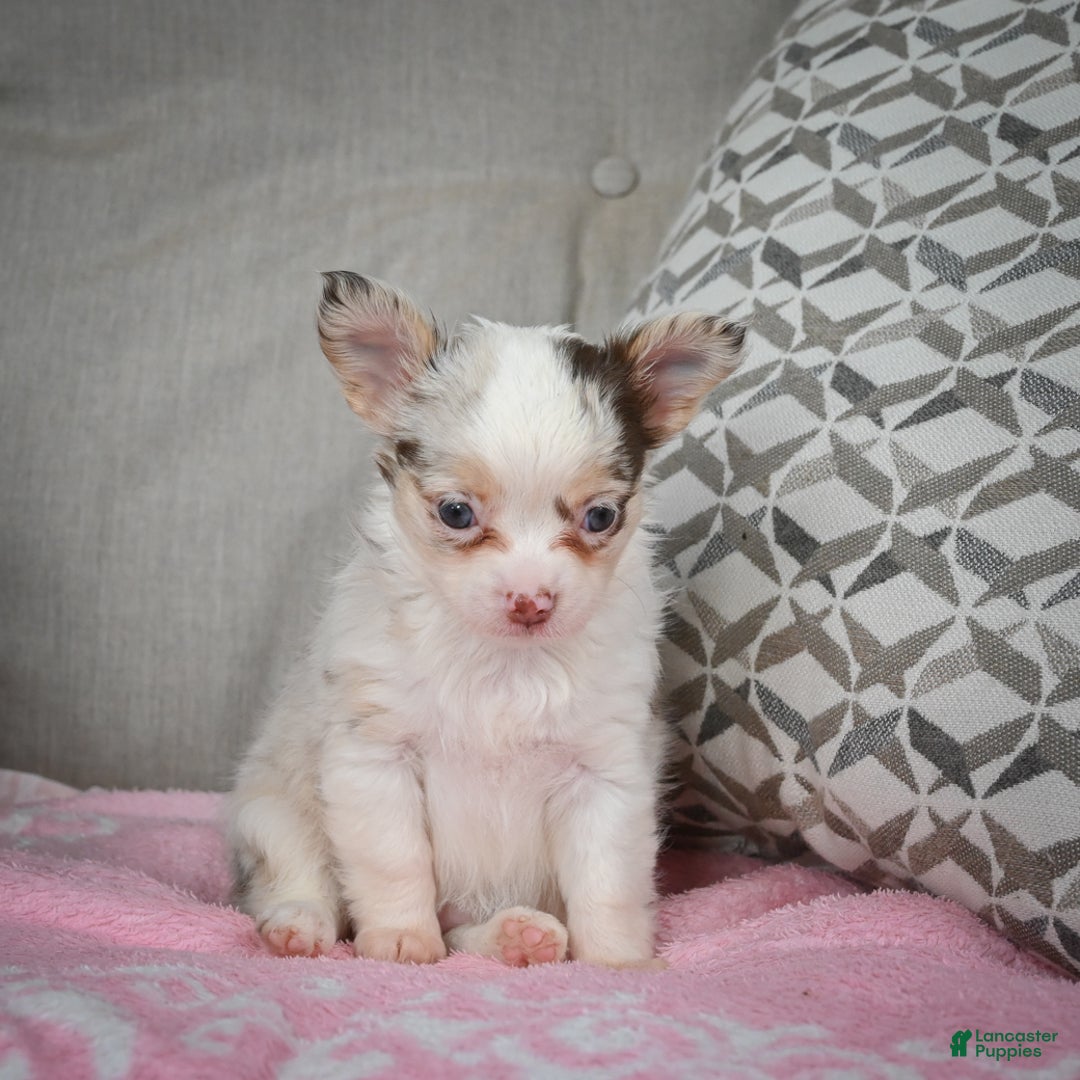 Chihuahua dogs for sale: Winnie - Ad 7
