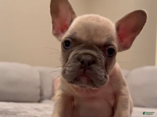 French Bulldog dogs - Ad 24