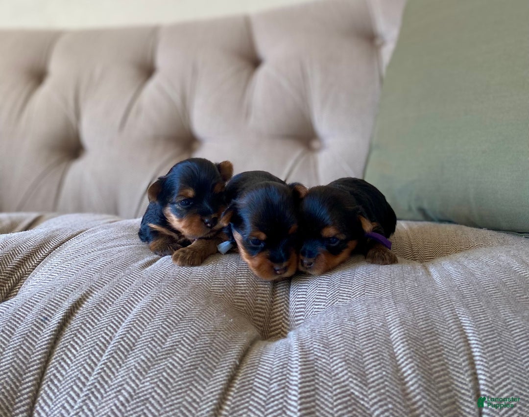Yorkshire Terrier dogs for sale: Ivy - Ad 4