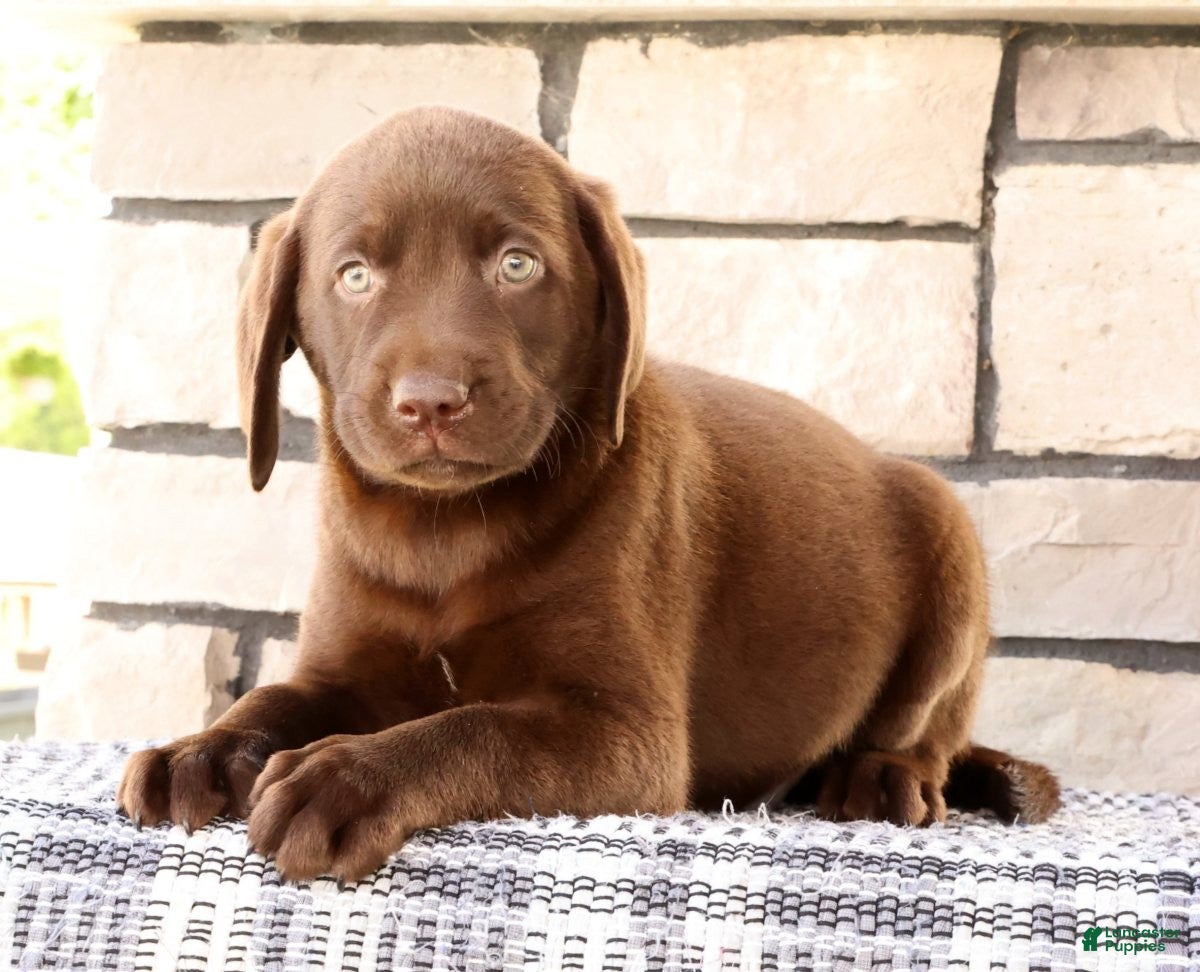 Labrador Retriever dogs Gator - Ad 1