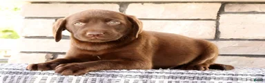 Gator