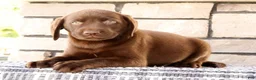 Labrador Retriever dogs for sale: Gator - Ad 1