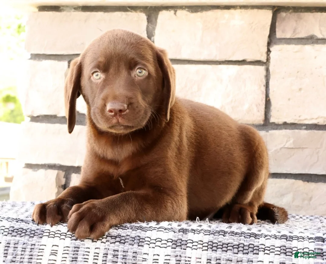 Labrador Retriever dogs for sale: Gator - Ad 1