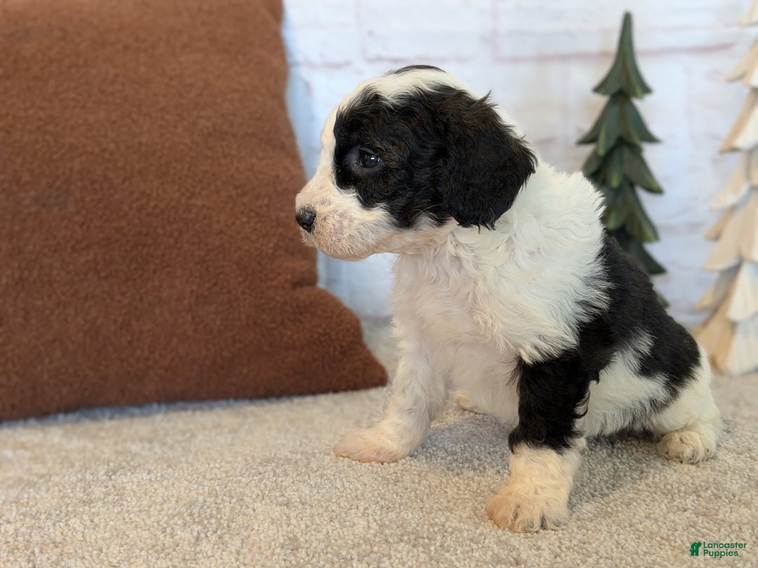 Mixed Breed dogs for sale: Pluto  - Ad 6