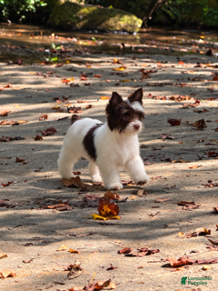 Yorkshire Terrier dogs for sale: Cookie - Ad 3