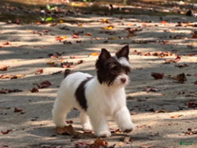 Yorkshire Terrier dogs for sale: Cookie - Ad 1
