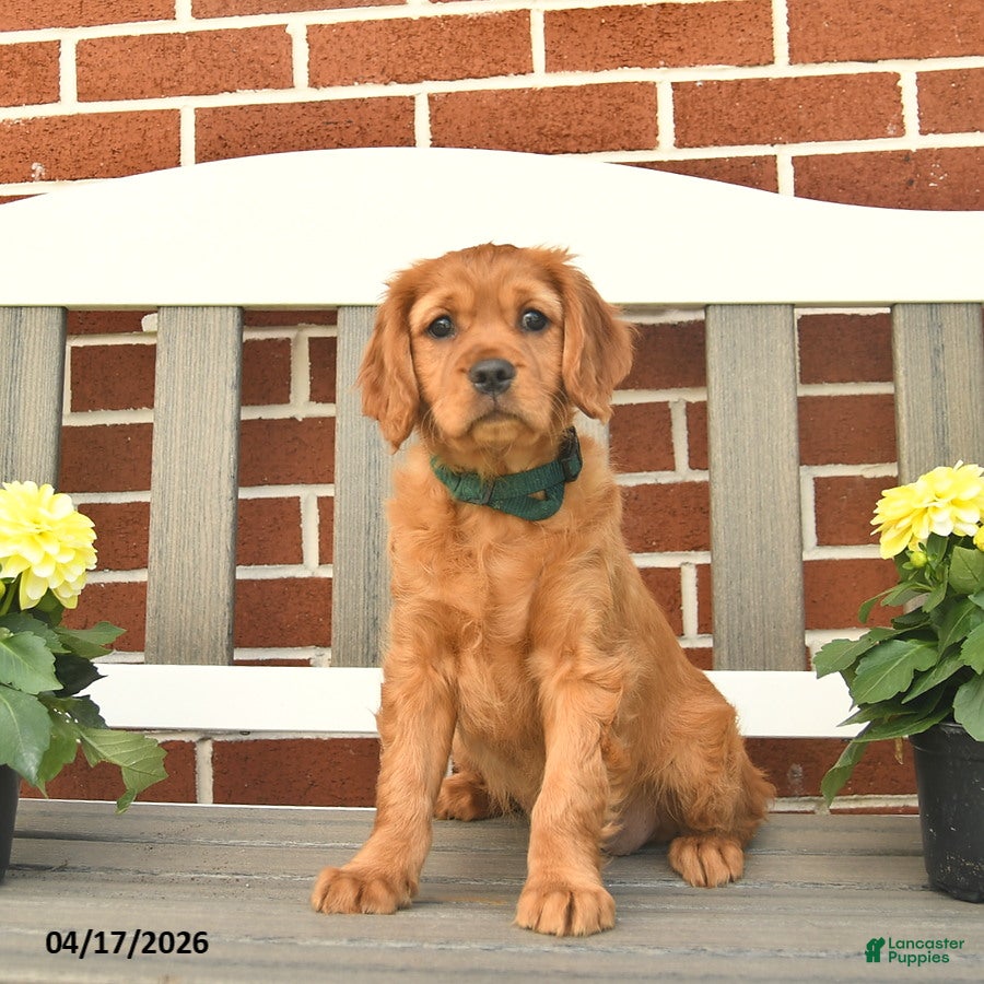 Miniature Golden Retriever dogs Charlotte - Ad 2