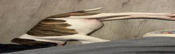 American Bulldog dogs for sale: American Bulldog 1 - Ad 3
