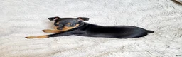 Miniature Pinscher dogs for sale: Lilly  - Ad 2