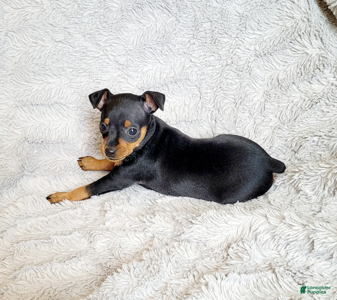 Miniature Pinscher dogs for sale: Lilly  - Ad 2