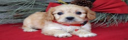 Cavachon dogs for sale: Callie - Ad 9